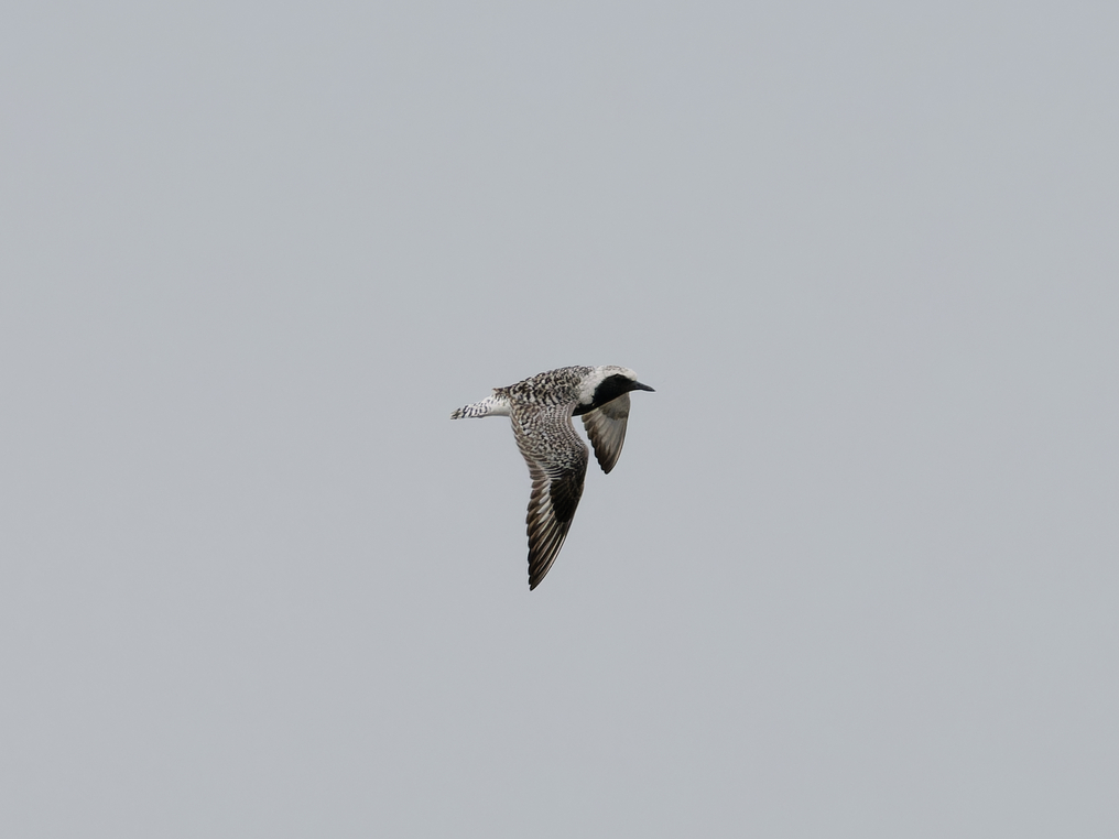 Photo of Grey Plover